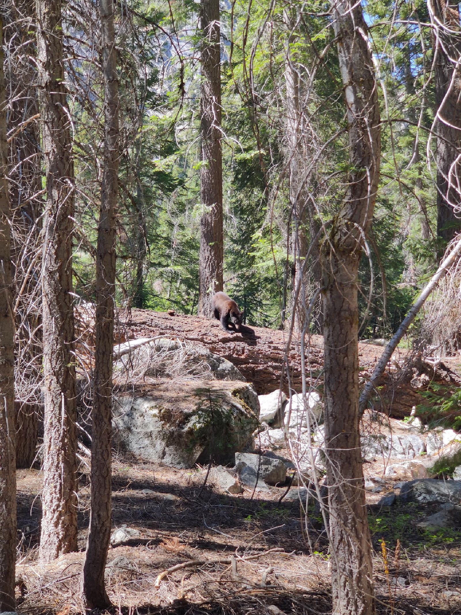 Bear