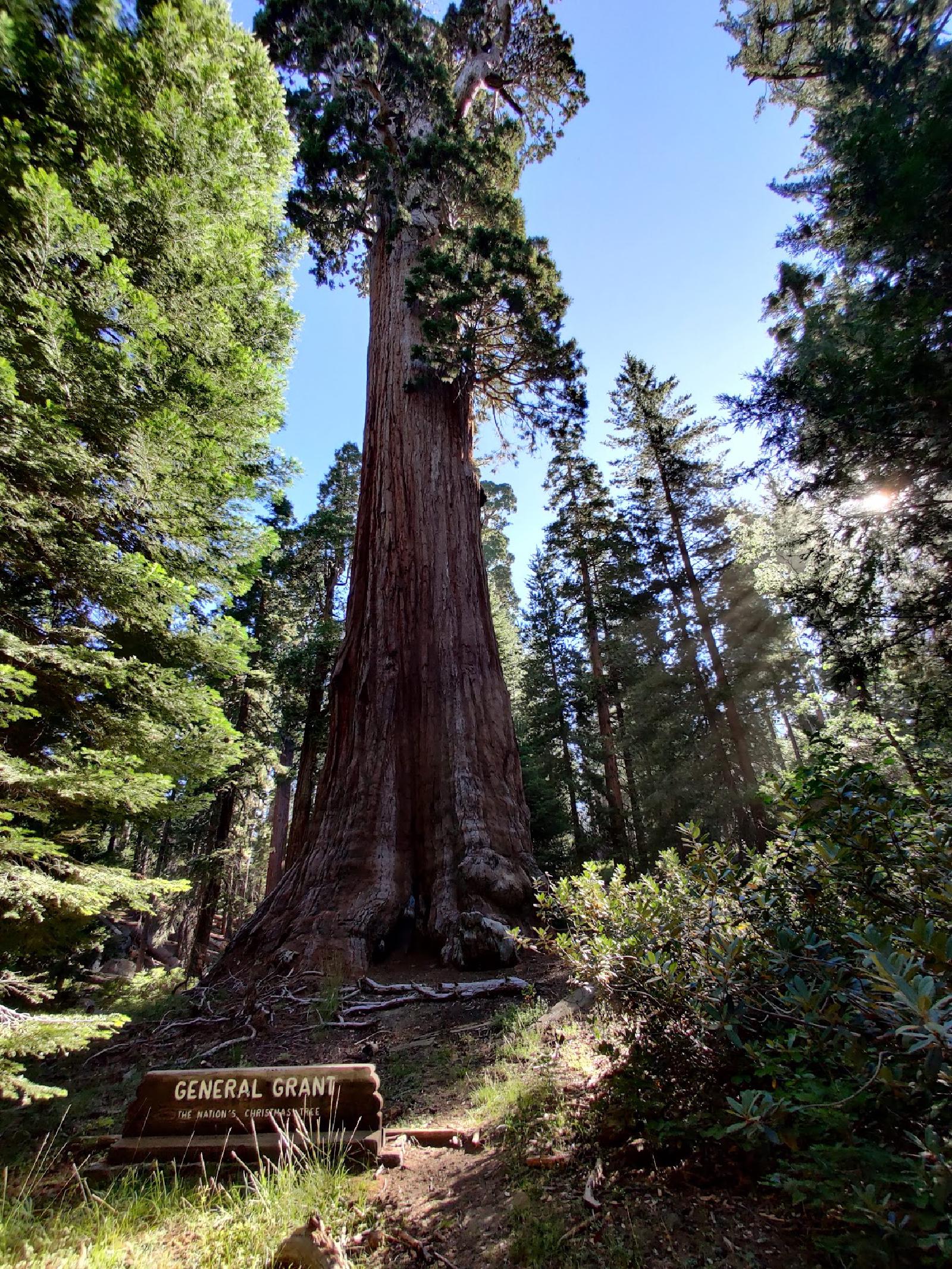 General Grant Tree