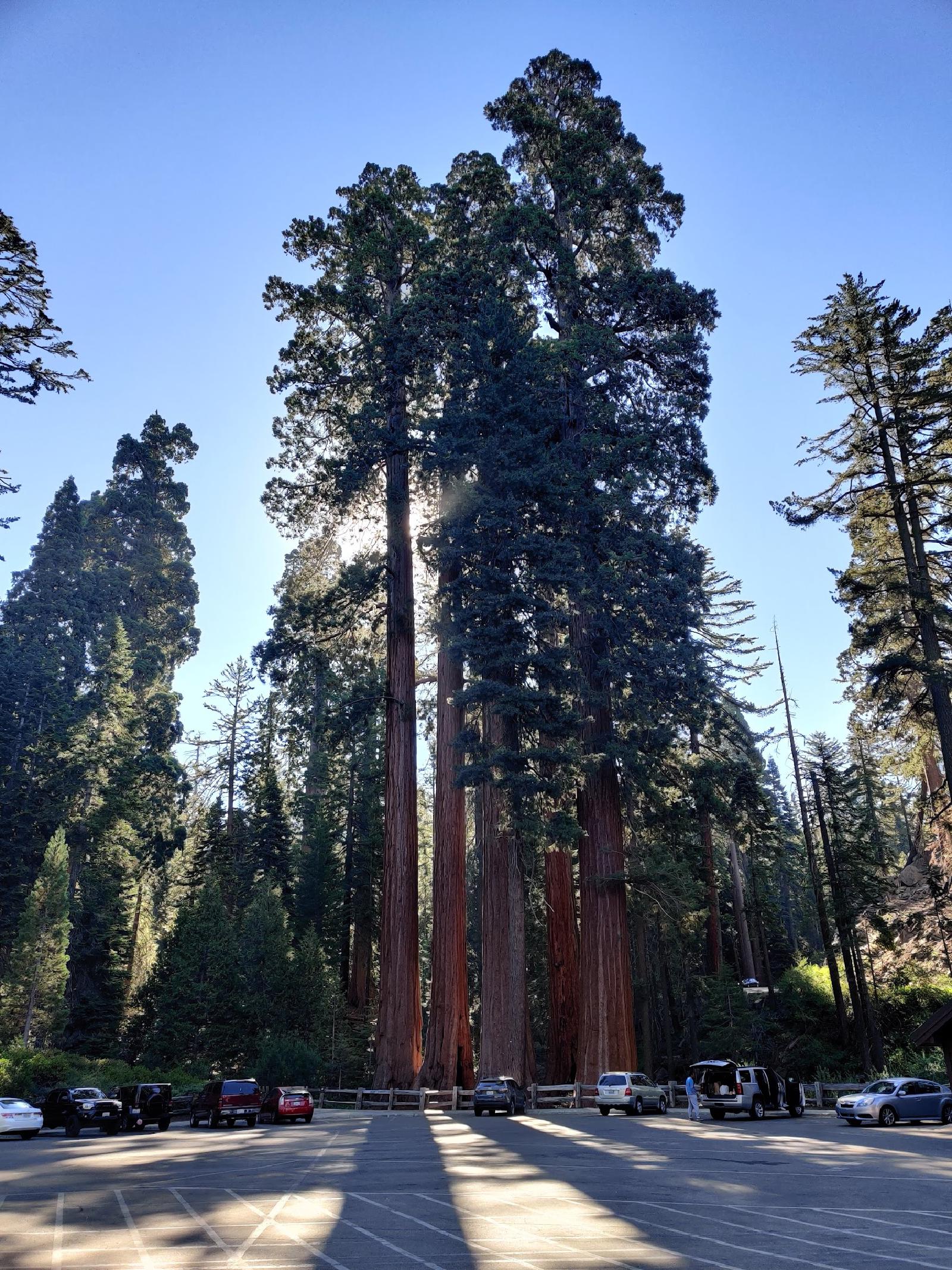 Tall trees