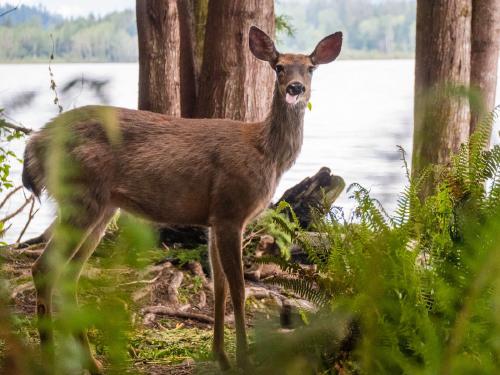 Deer at camp!