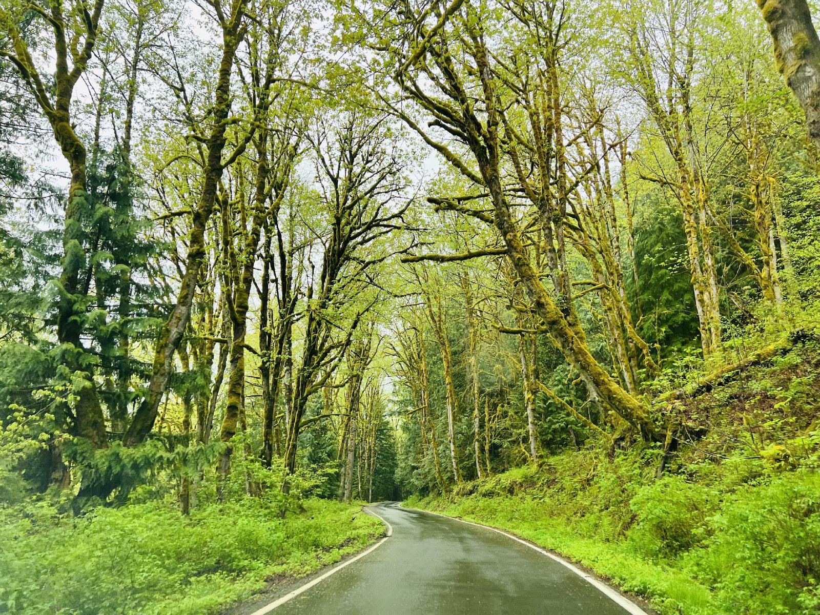 Middle Fork Road