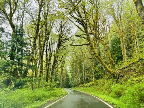 Middle Fork Road