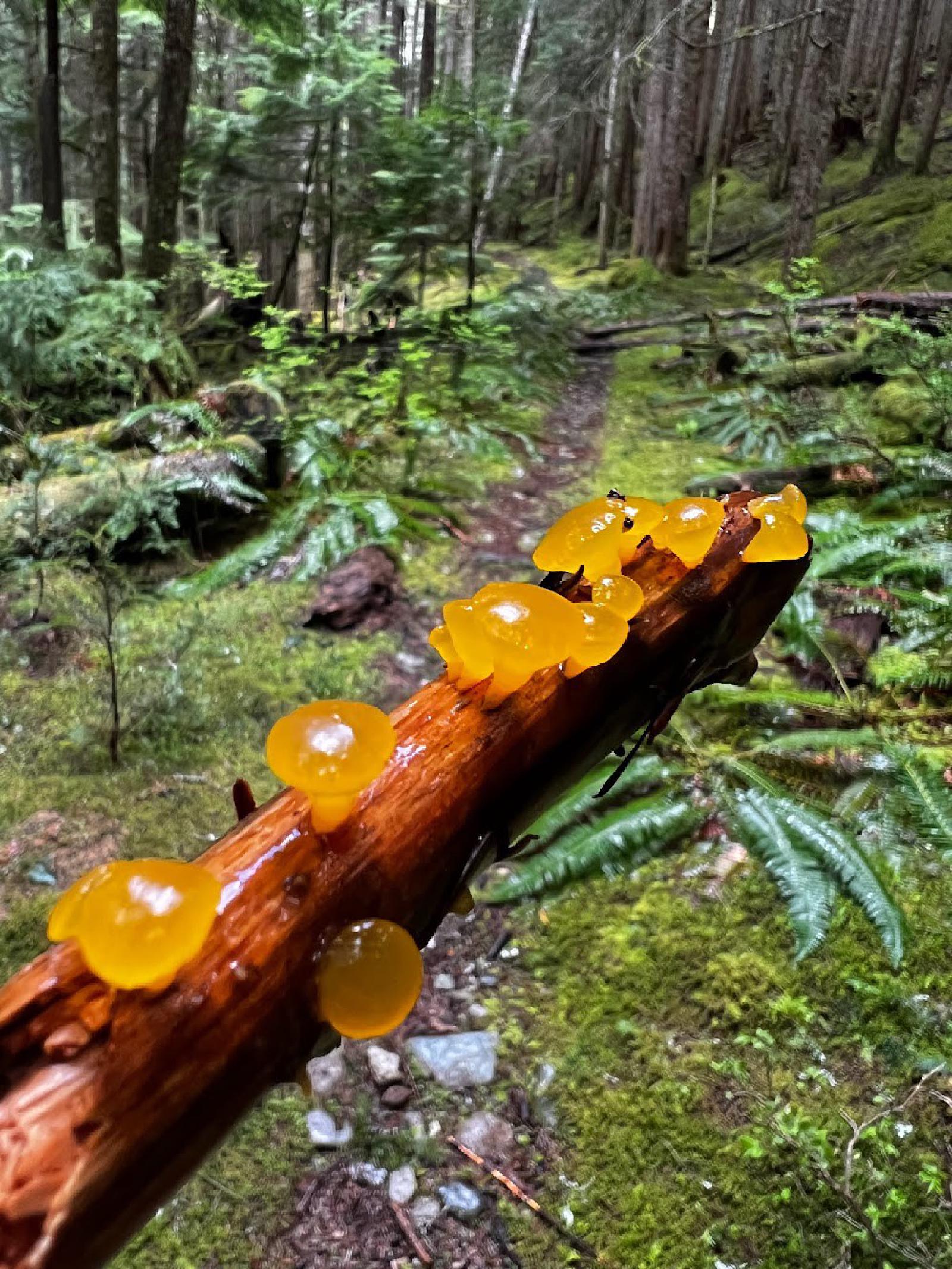 Mushrooms!