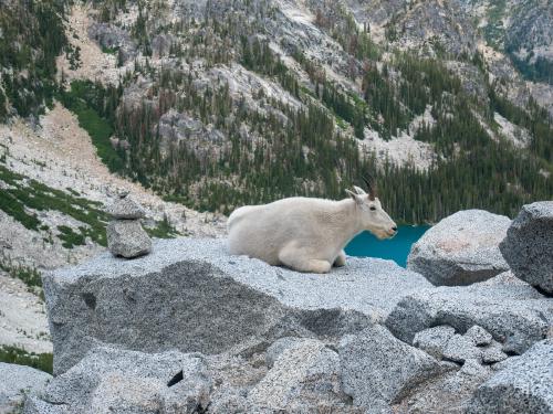 Goat at Asgard pass