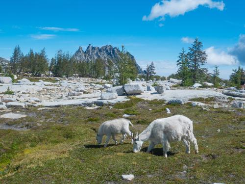 Enchantments Goats