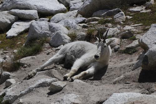 Sleepy Goat