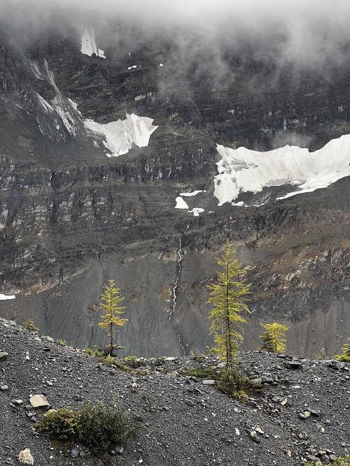 Larches turning colour