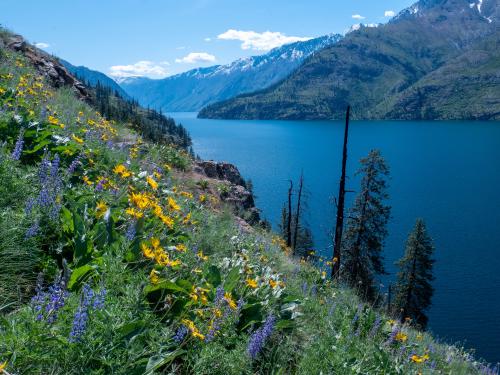 Balsamroot and Lupines abound