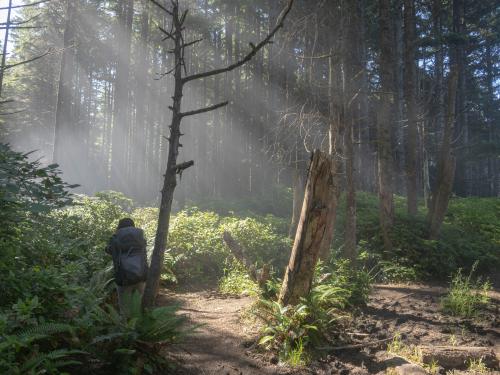 Hiking out of Shi Shi Beach, in a forest