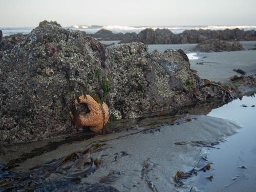 Sea Stars above the surf