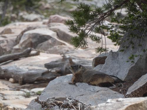 A marmot looking at the camera