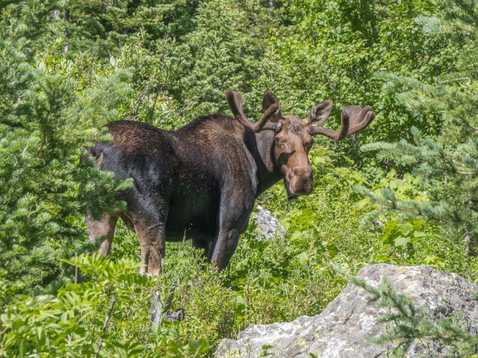 Moose
