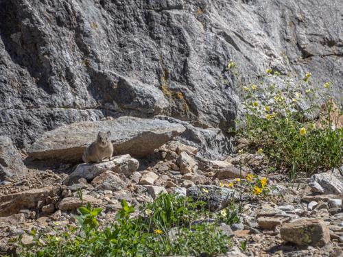 A pika looking at the camera in front of rocks