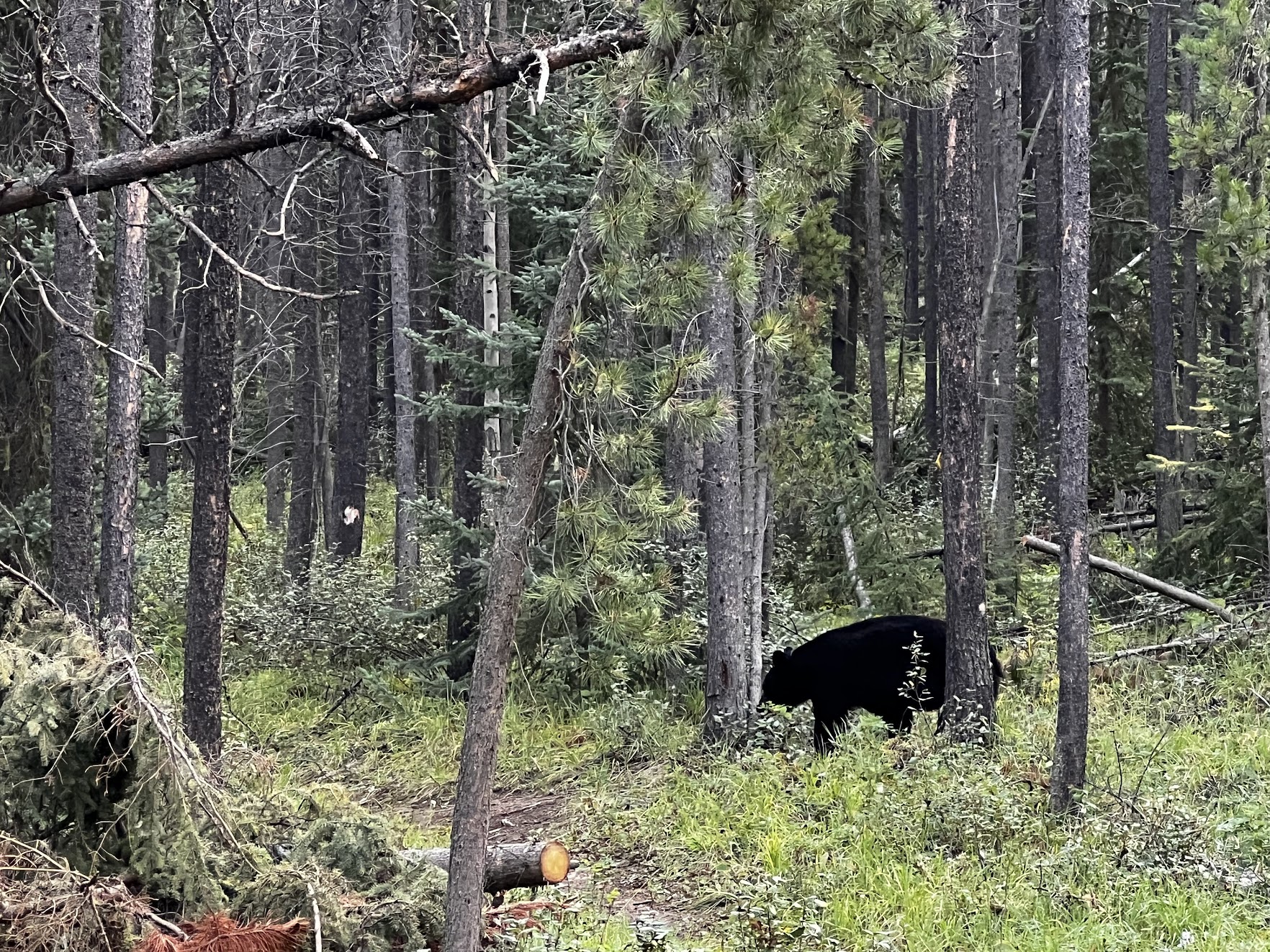 Black bear in a forest