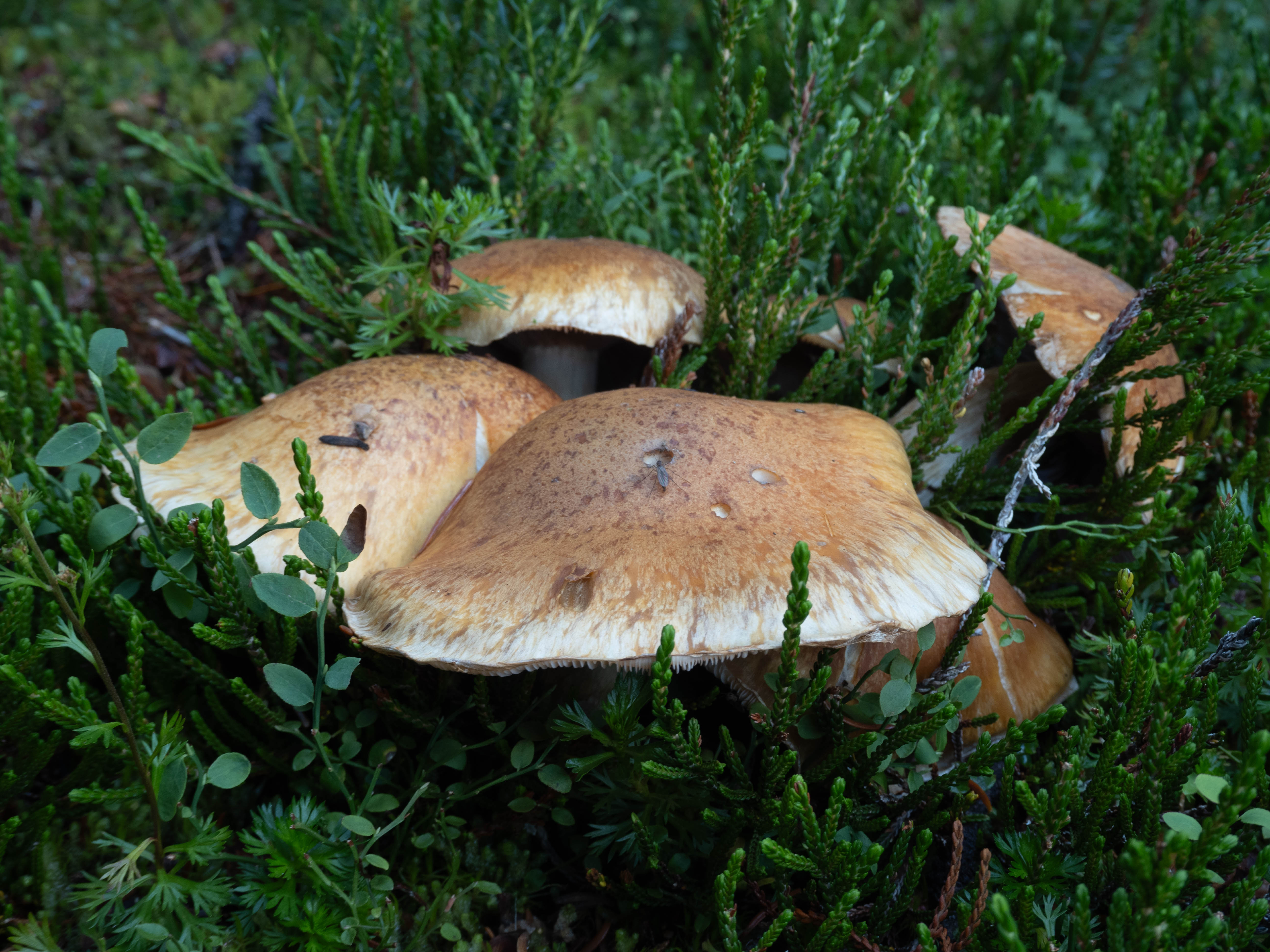 A big mushroom on the trail