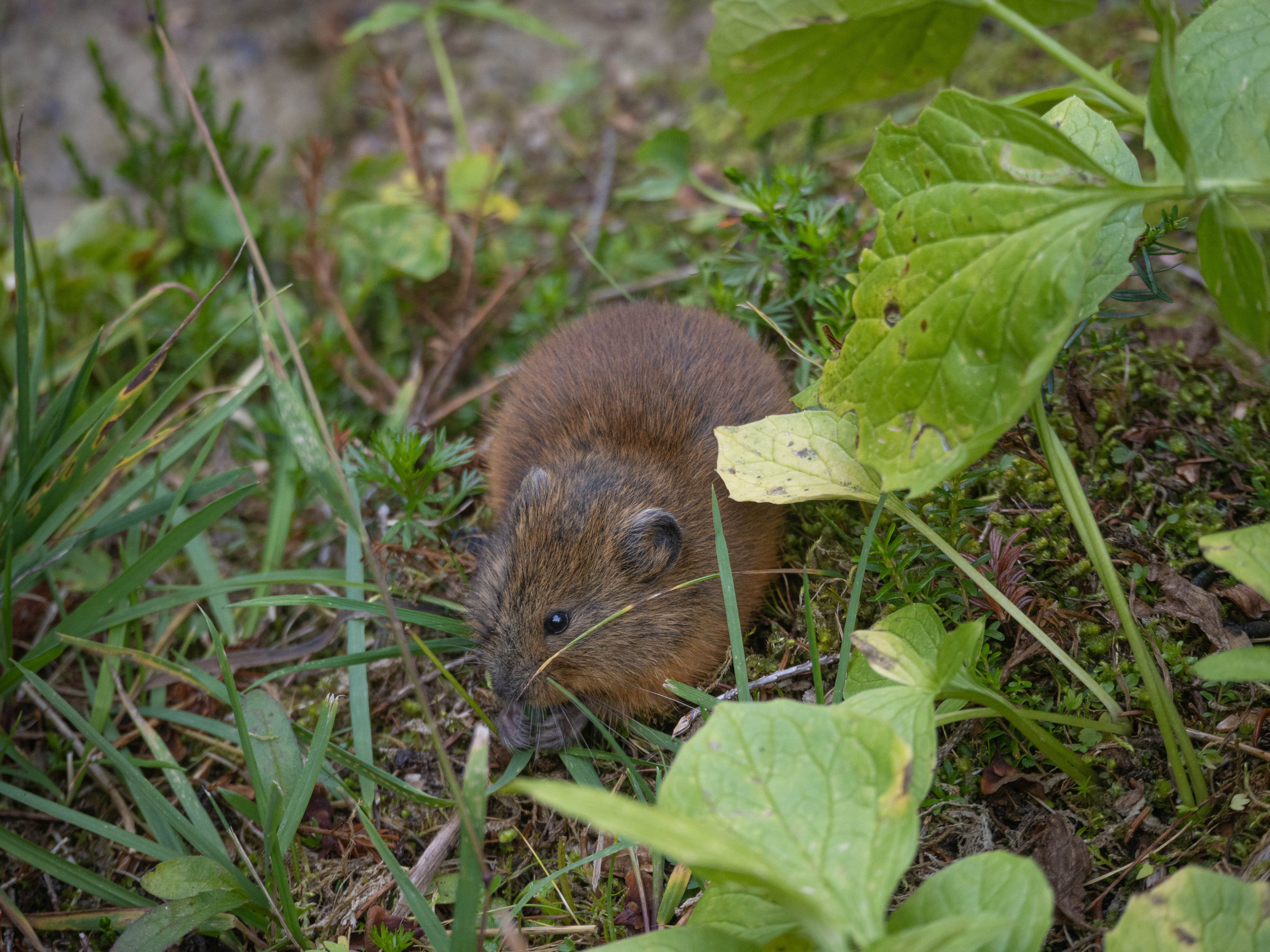 A vole hiding in the bushes