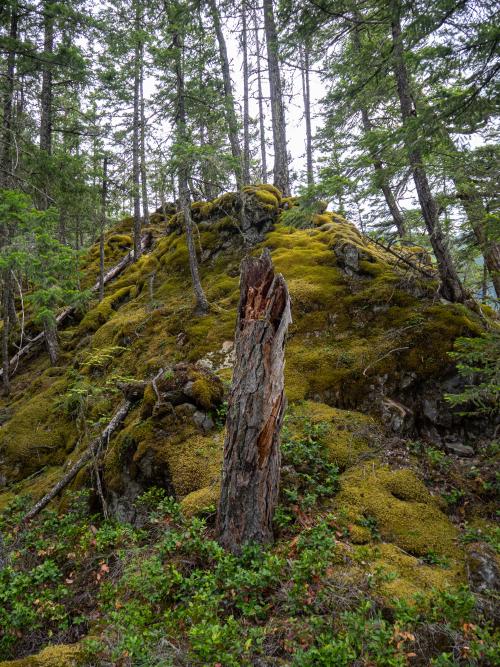 Mossy forest