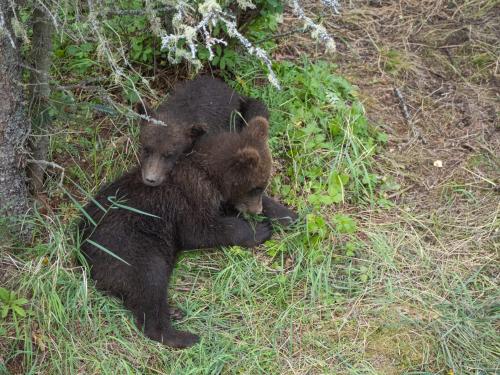 two cubs playing in the grass