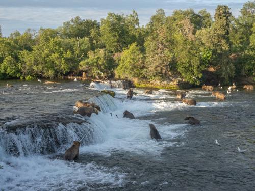 Brooks Fall panorama