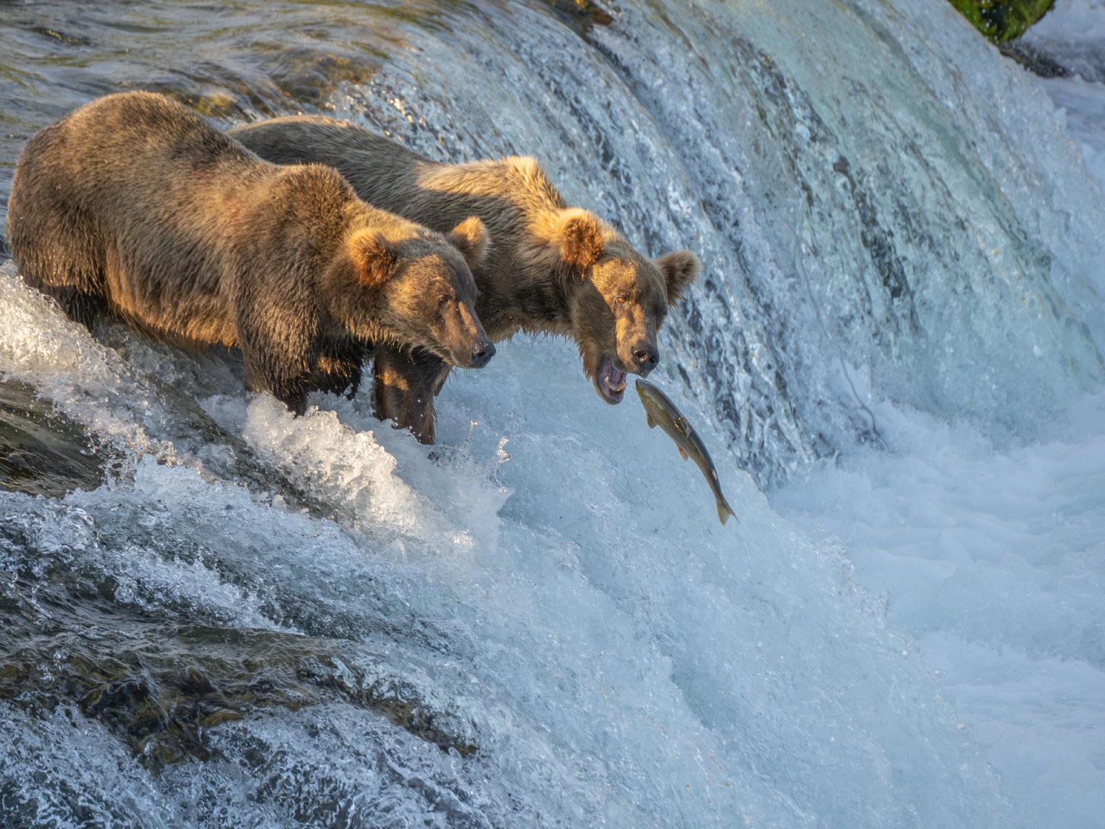 bear fishing at brooks falls