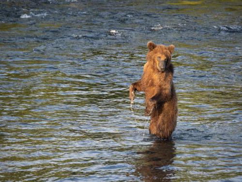 bear standing at brooks fall