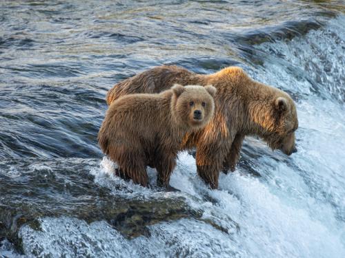 bear fishing at brooks fall