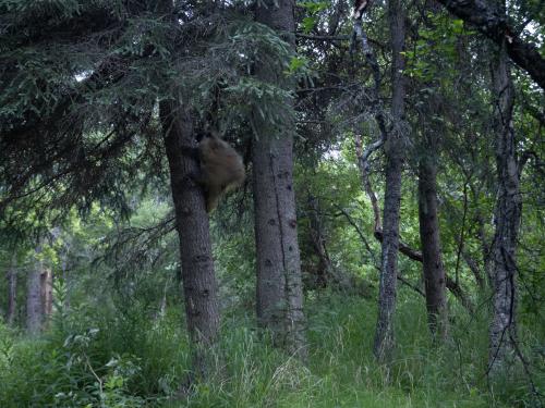 porcupine on a tree