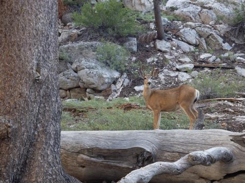 A deer in the forest