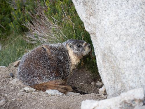 Marmot