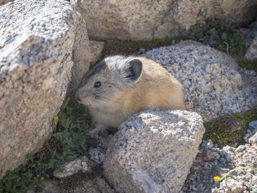 Pika