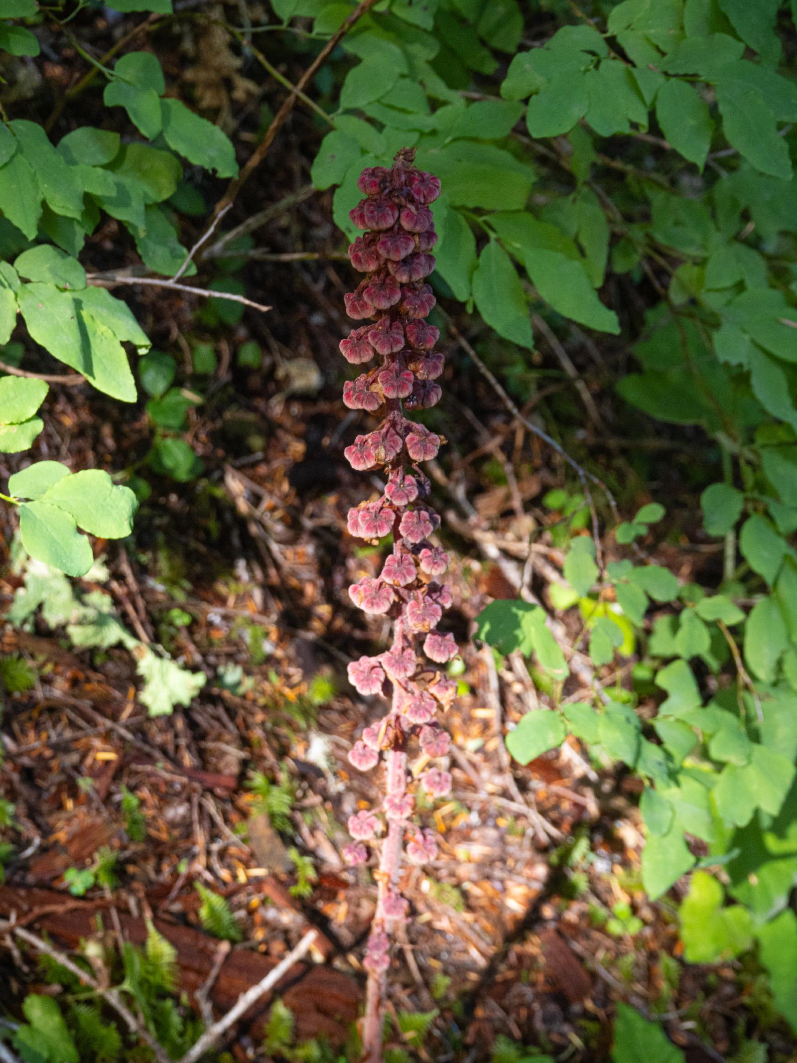 a sugar stick plant