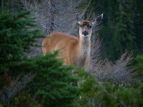 Deer looking at camera