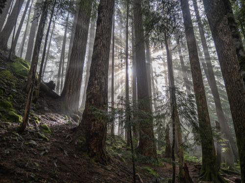 Komorebi - foggy forest with sun rays shining through it