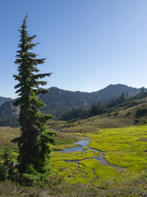 Very green meadow