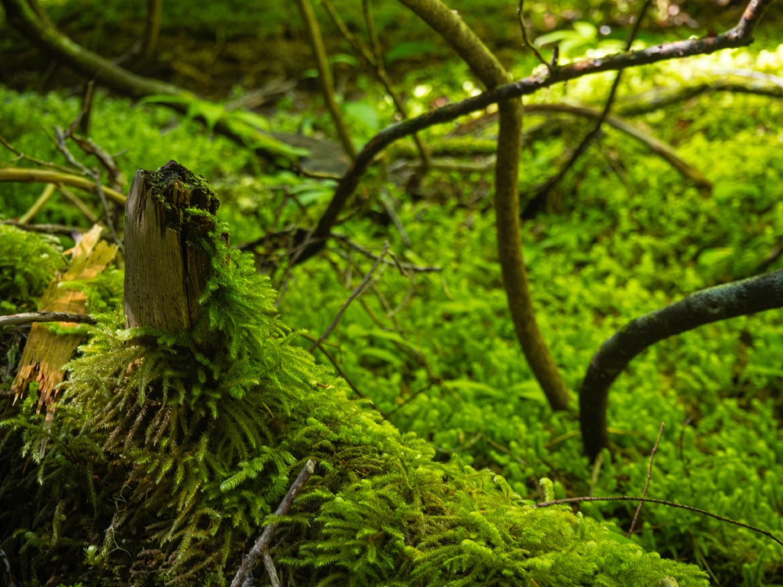 Moss in forest