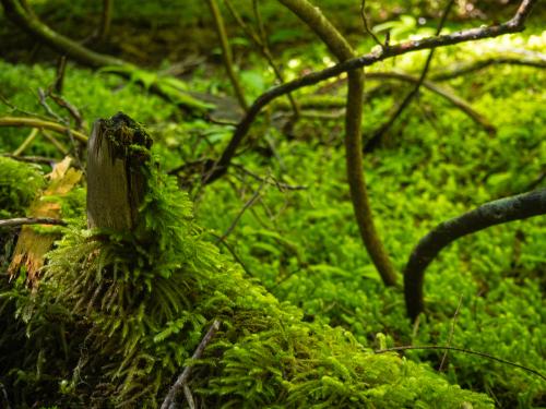 Moss in forest