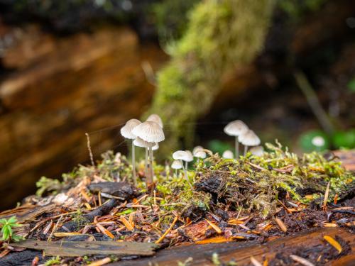 Small mushroom on log