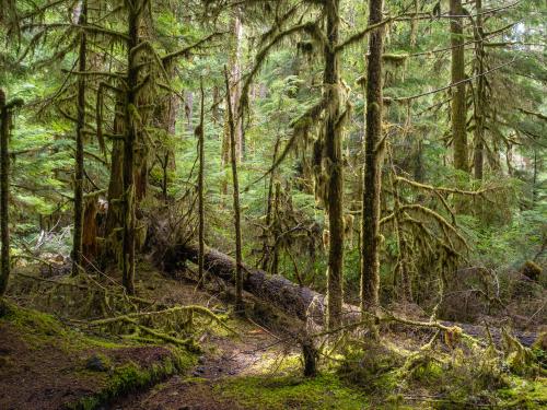 Sol Duc Rainforest