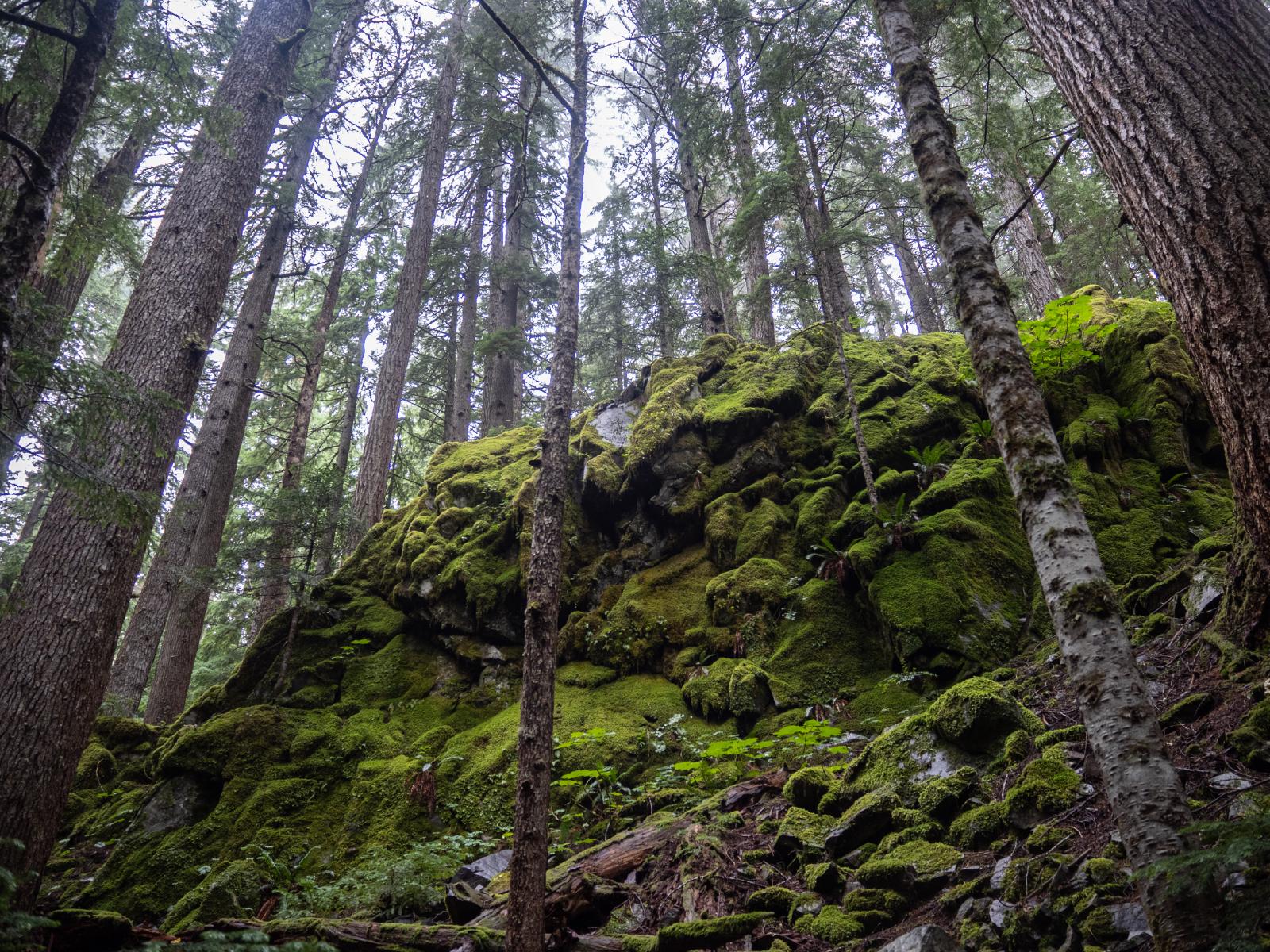 Mossy cliff rock