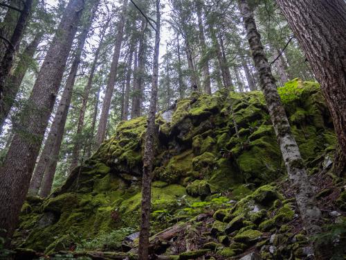 Mossy cliff rock