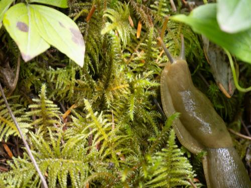 Banana slug