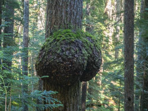 Tree with interesting formation