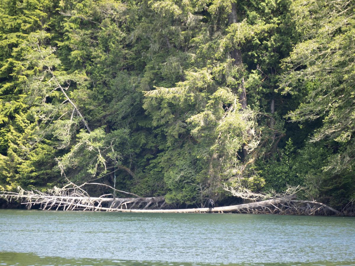 Bear: gone fishin'