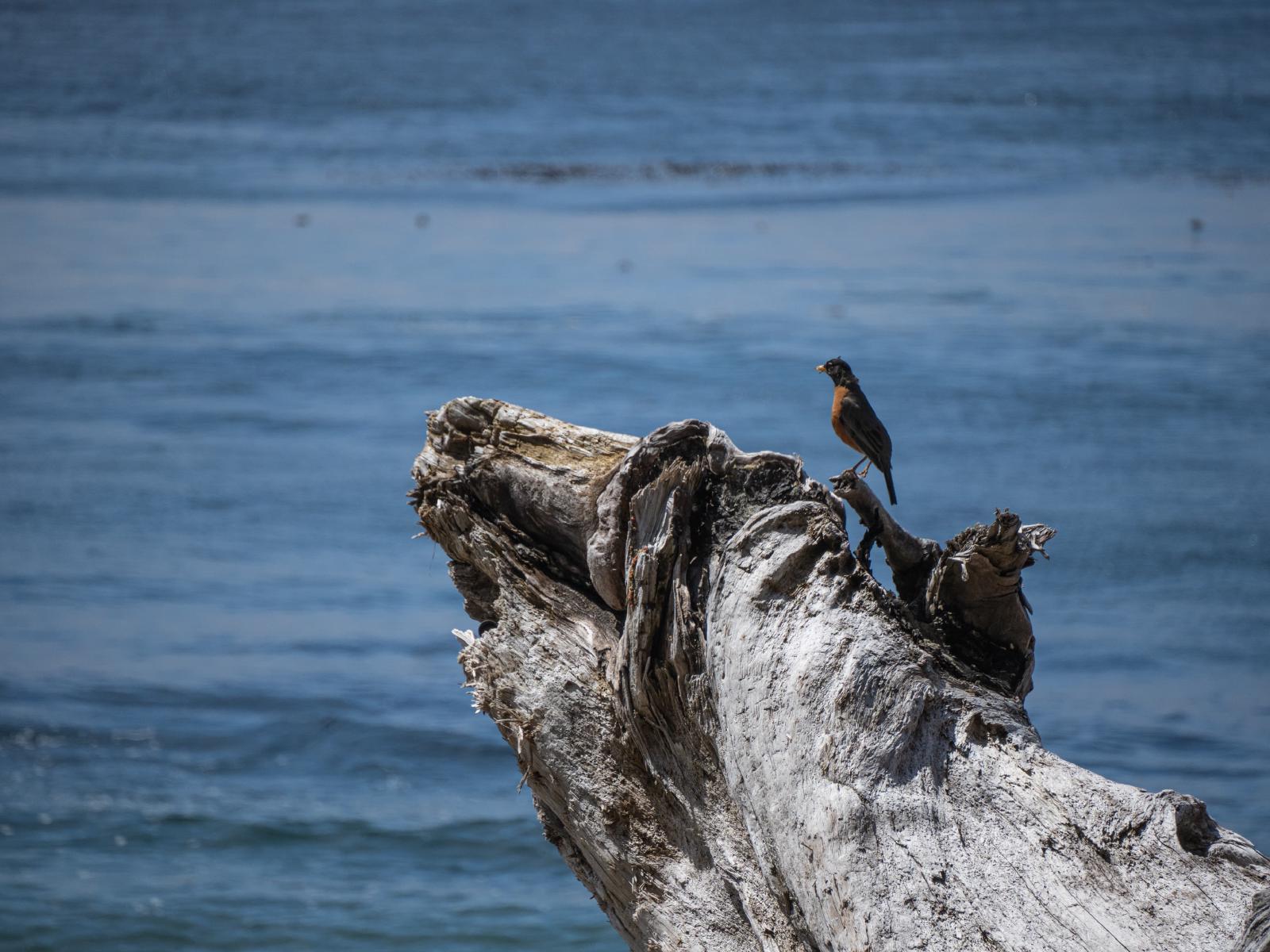 bird peached on driftwood