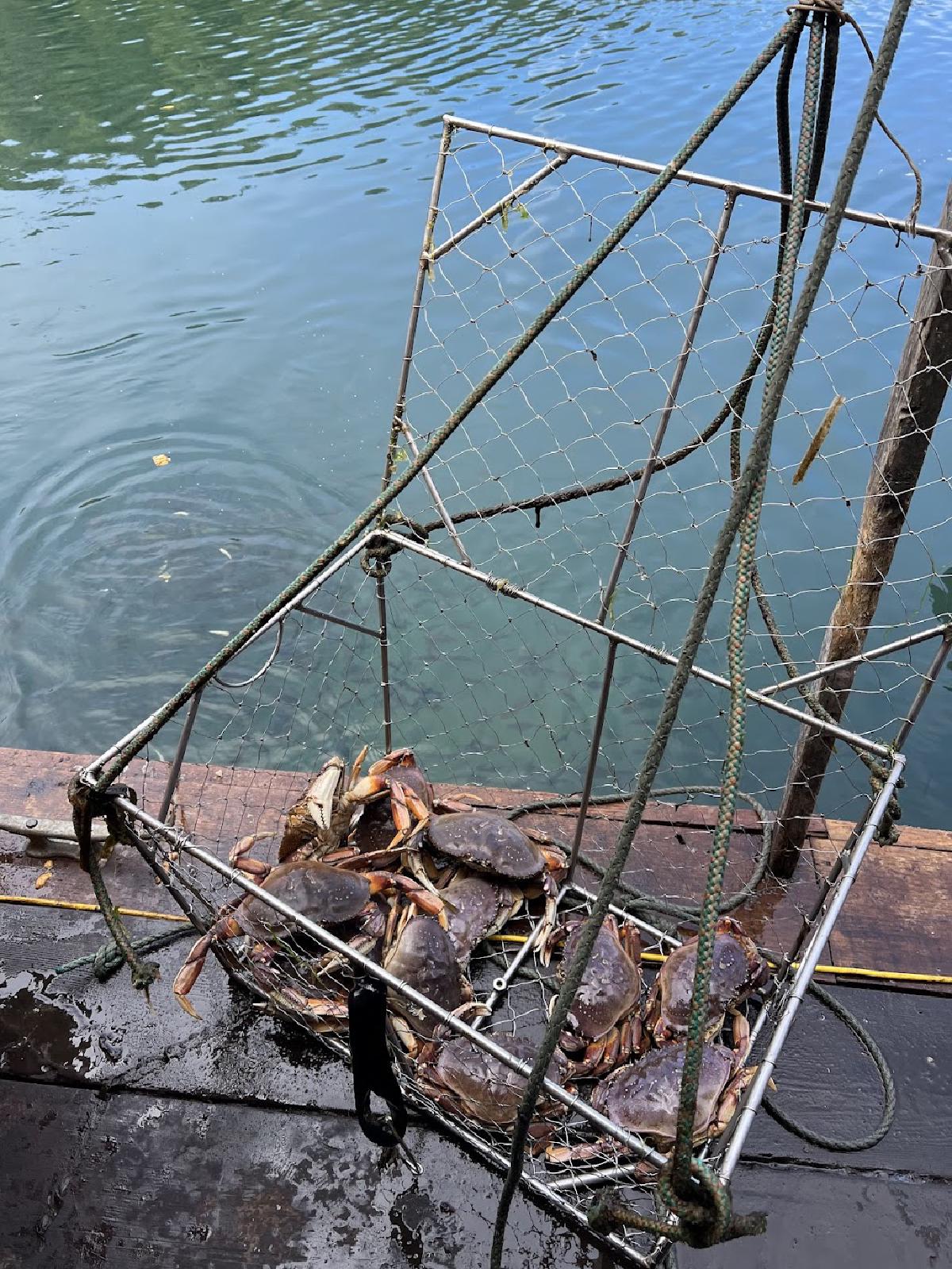 Fresh crabs caught at the shack