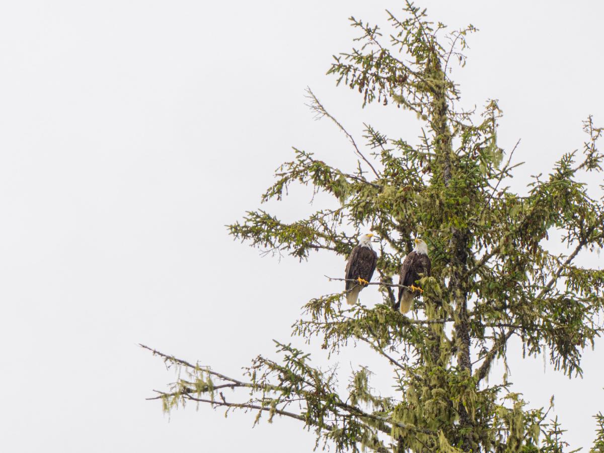 Two bald eagles calling their friends