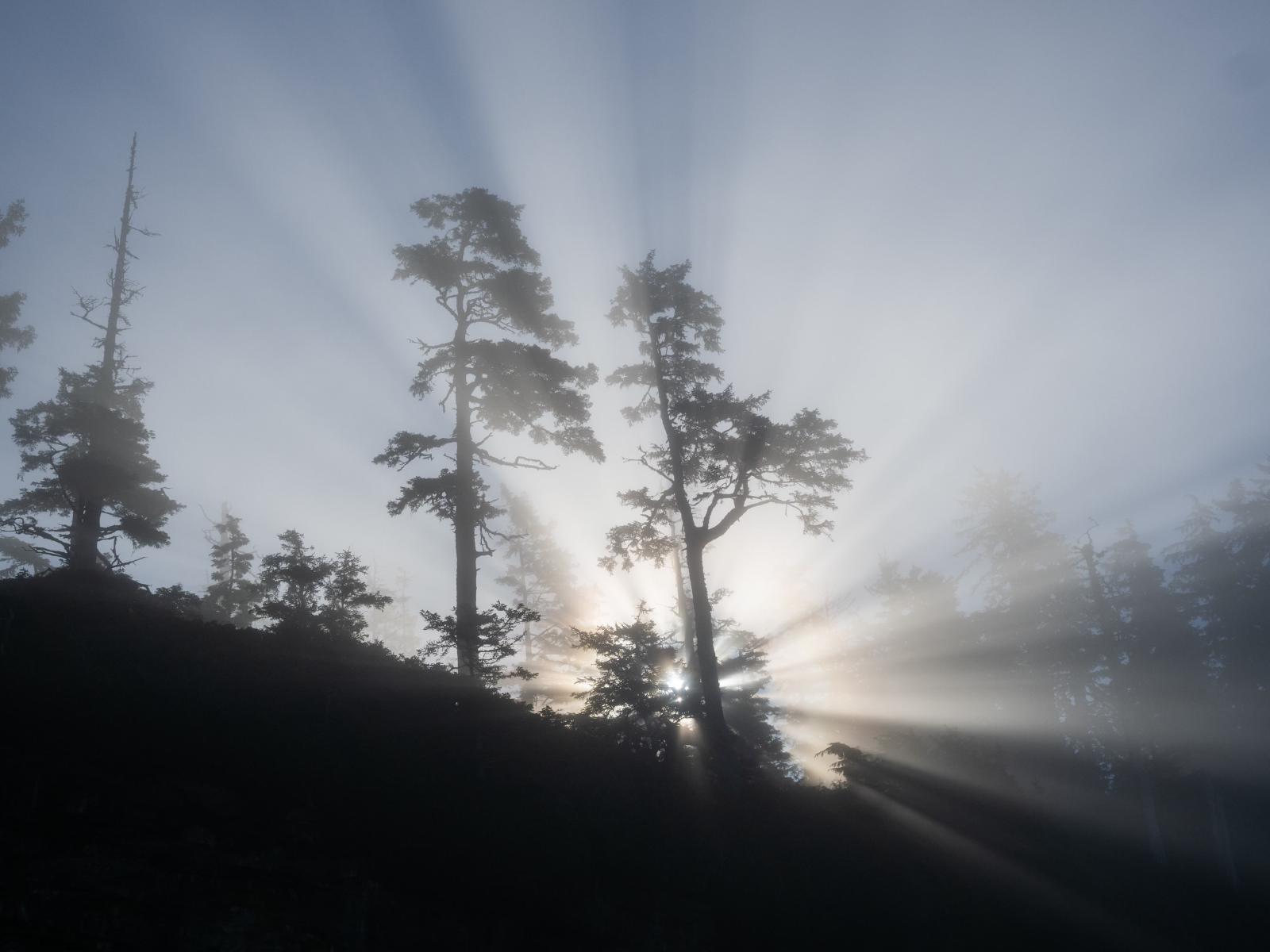 Thick fog showing sun rays
