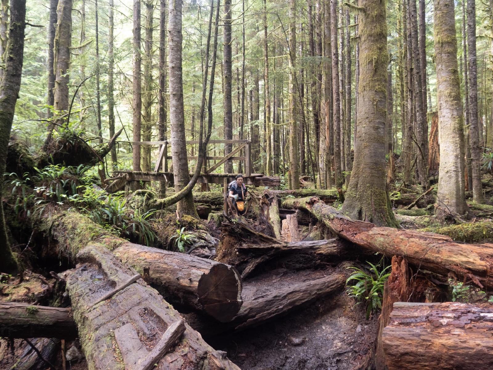 Mud and tree roots in the West Coast Trail
