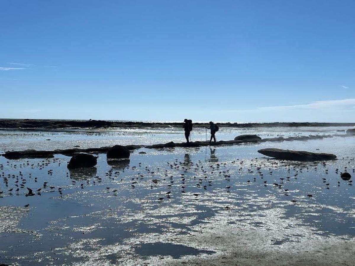 Lots of sandpipers on the beach here
