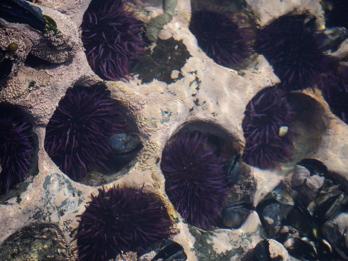 Sea Urchins in Tide Pools